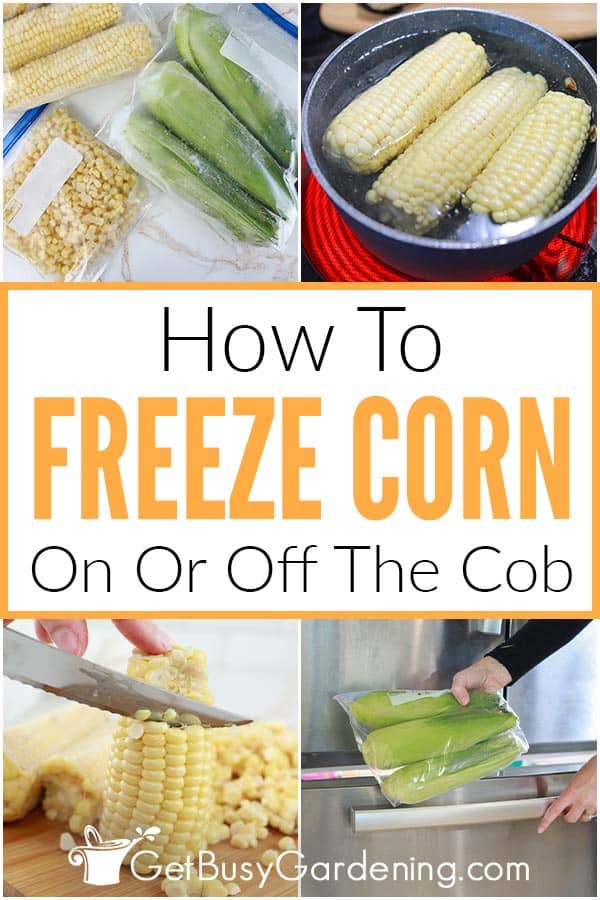 Congelare il mais sulla pannocchia o fuori dalla pannocchia