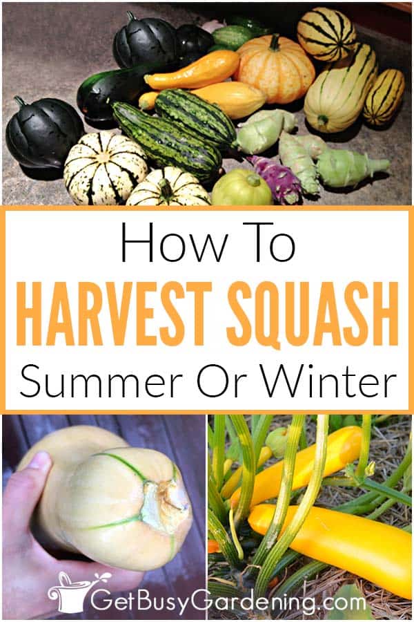 Quando e come raccogliere le zucche - Raccogliere le zucche invernali o estive