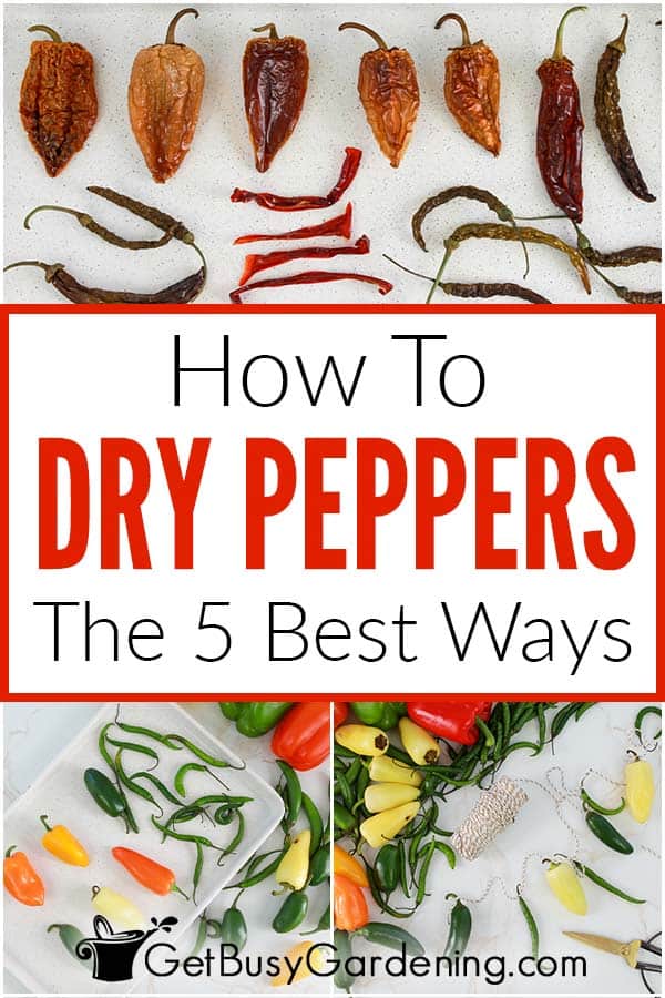 Come essiccare i peperoni (5 modi migliori)