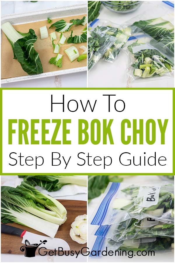 Come congelare il Bok Choy in modo semplice