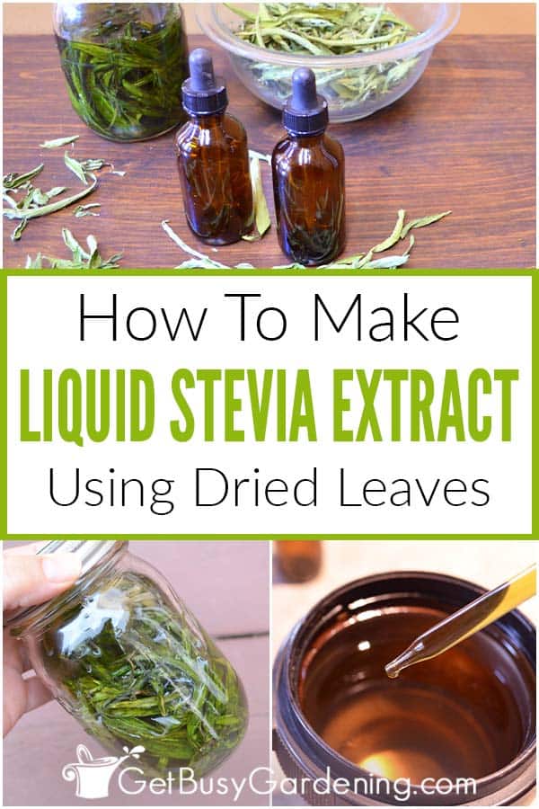 Come preparare l'estratto di stevia liquido fatto in casa