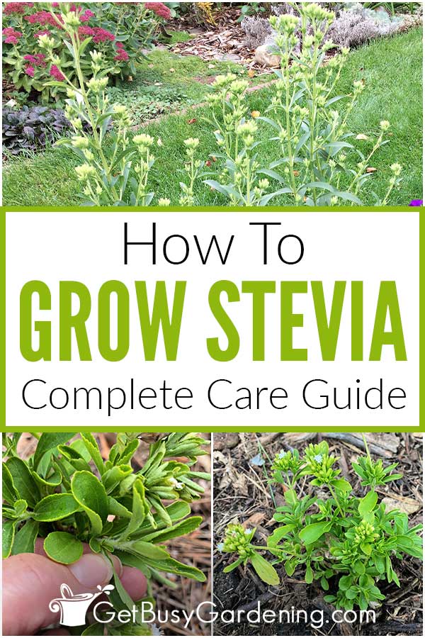 Come coltivare la stevia in casa