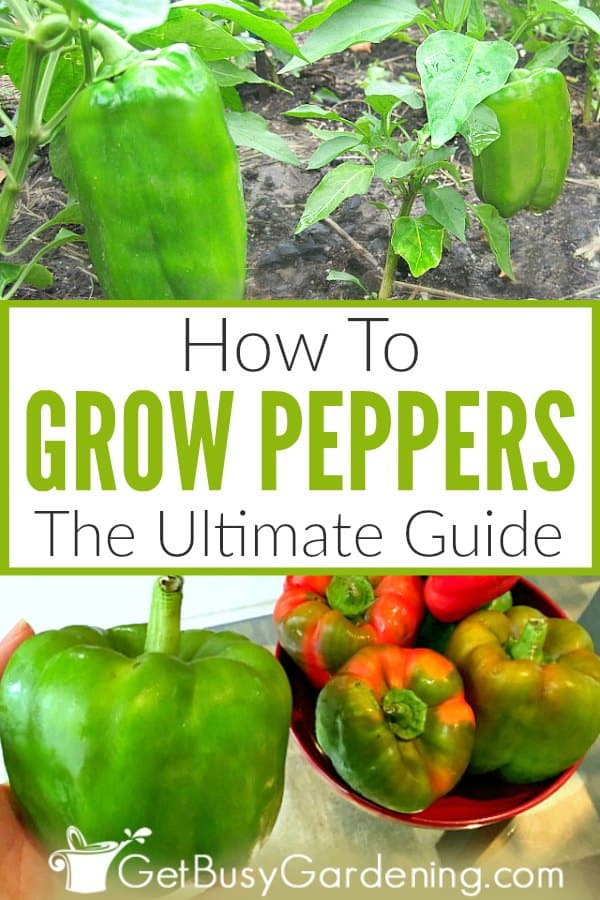 Come coltivare i peperoni: la guida definitiva