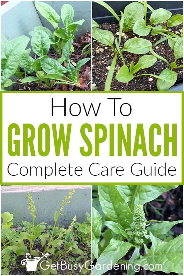 Come coltivare gli spinaci in casa