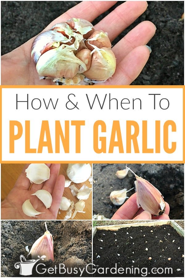 Quando & quando; Come piantare l'aglio in giardino