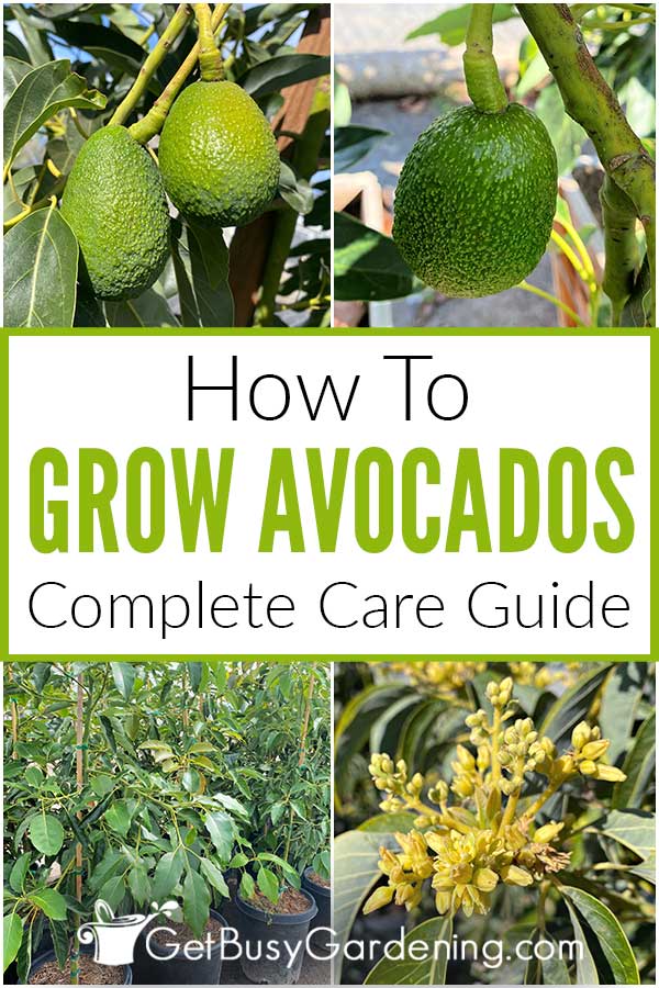 Come coltivare un albero di avocado