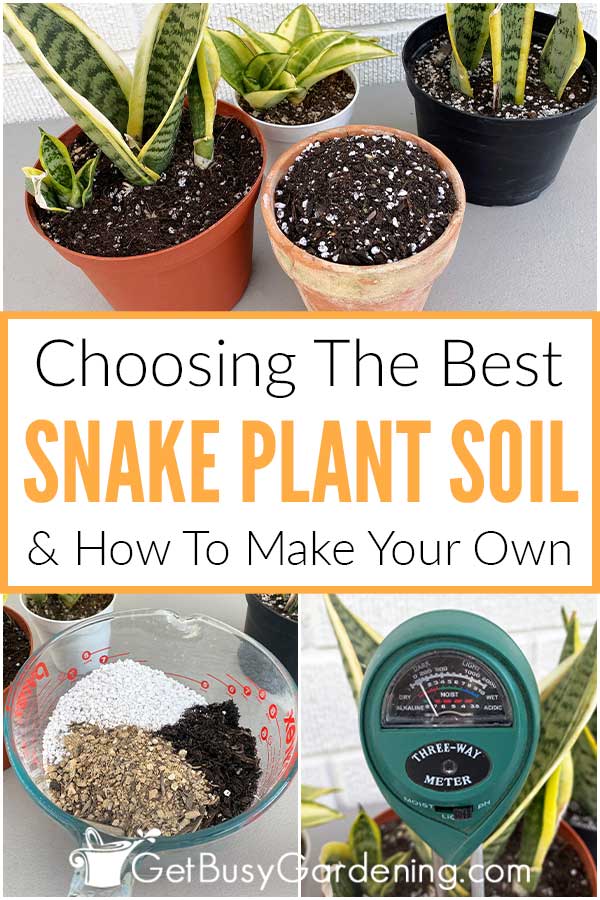 Come scegliere il miglior terriccio per piante di serpente