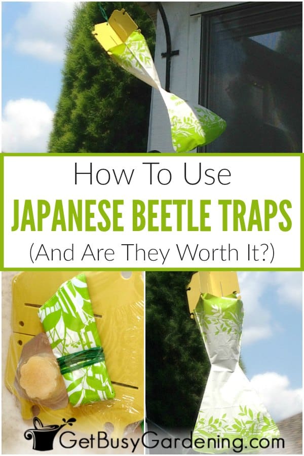 Come utilizzare le trappole per coleotteri giapponesi
