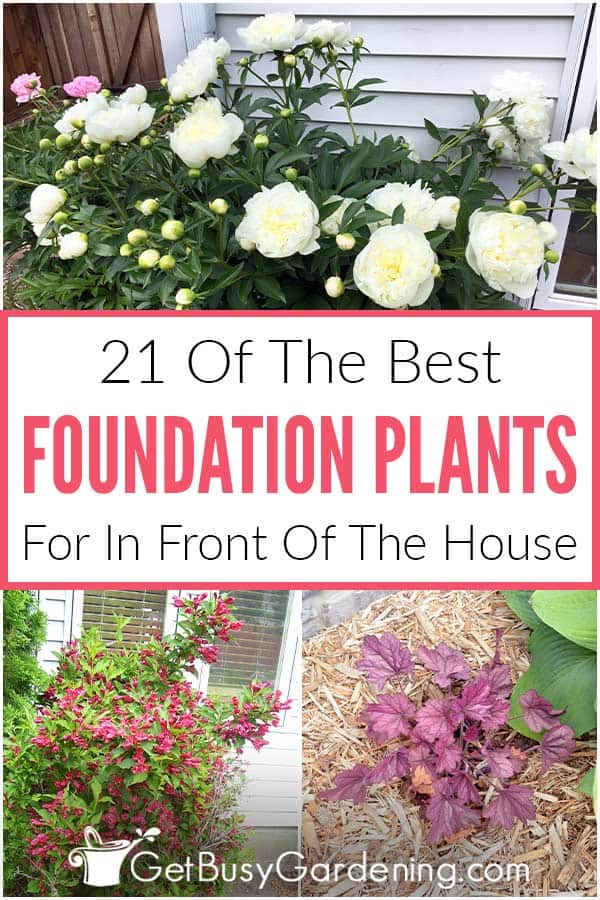 21 migliori piante da fondazione per la facciata della casa