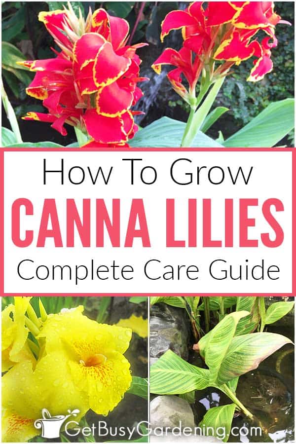 Coltivare i gigli di Canna in giardino (Guida completa alla cura)