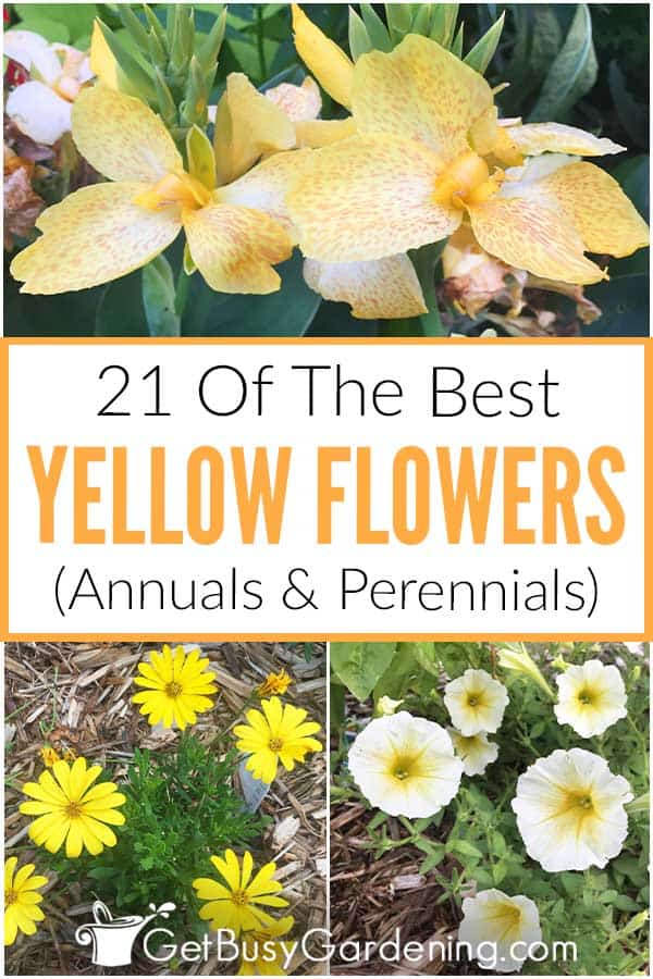 21 dei migliori fiori gialli (annuali e perenni)