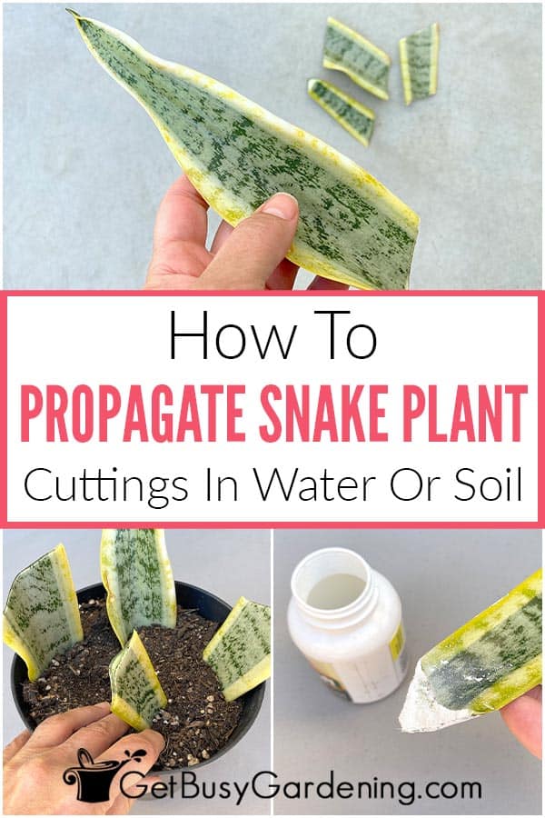 Come propagare la pianta del serpente (Sansevieria) in acqua o nel terreno