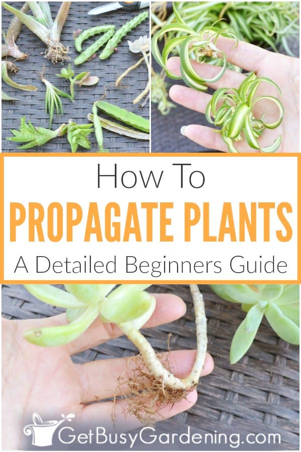 Propagazione delle piante: una guida dettagliata per i principianti