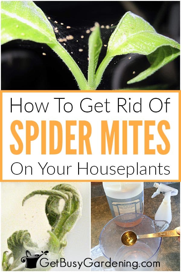 Come eliminare definitivamente gli acari delle piante da appartamento!