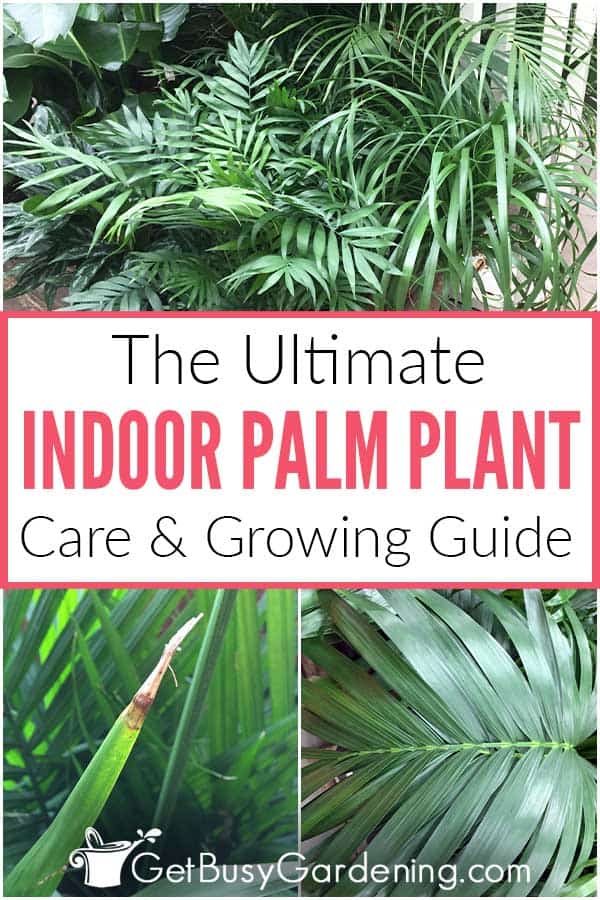 Cura delle piante di palma per interni - La guida definitiva per la cura della vostra pianta di palma