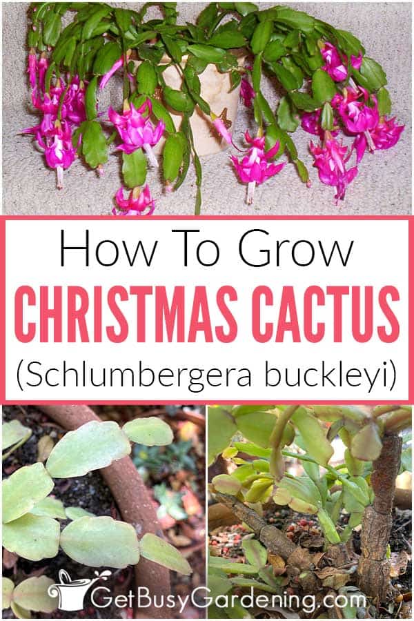 Come curare una pianta di cactus di Natale (Schlumbergera buckleyi)