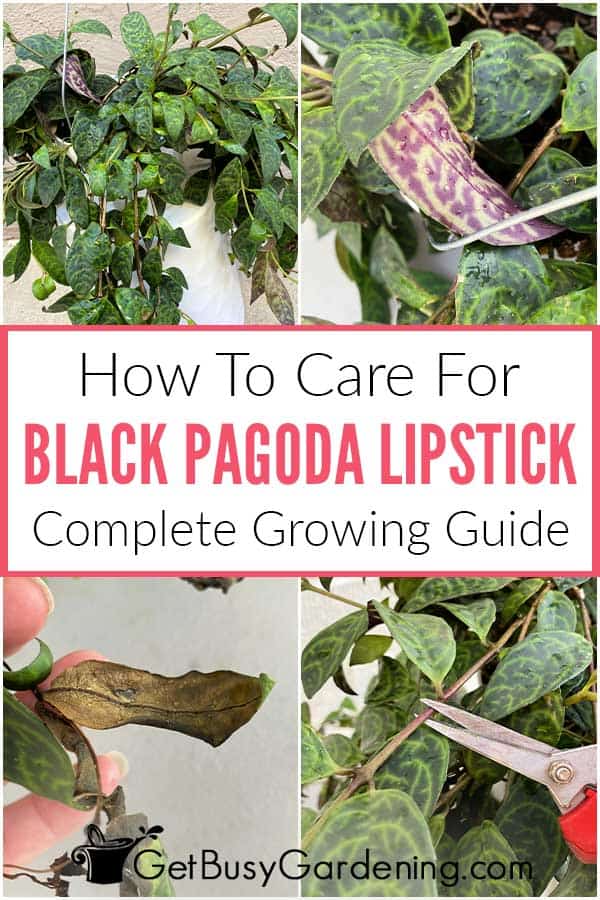 Come curare la pianta di rossetto Pagoda nera
