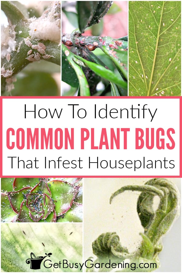 Come identificare i tipi più comuni di insetti delle piante d'appartamento
