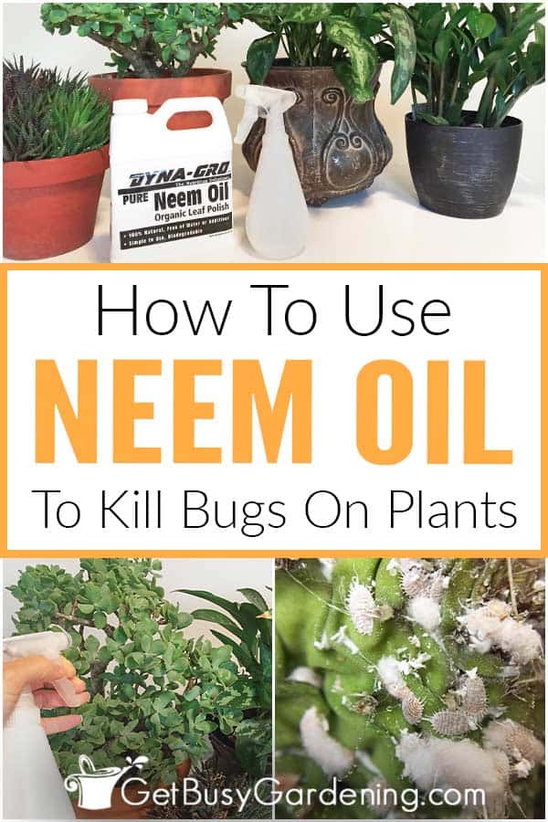 Come usare l'olio di neem come insetticida per le piante d'appartamento