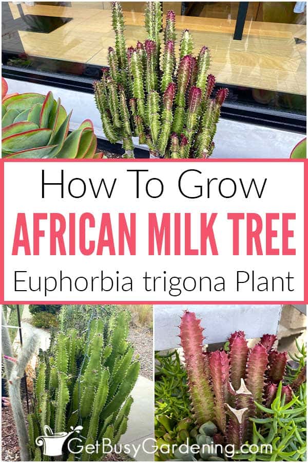 Albero del latte africano: come coltivare e curare una pianta di Euphorbia trigona