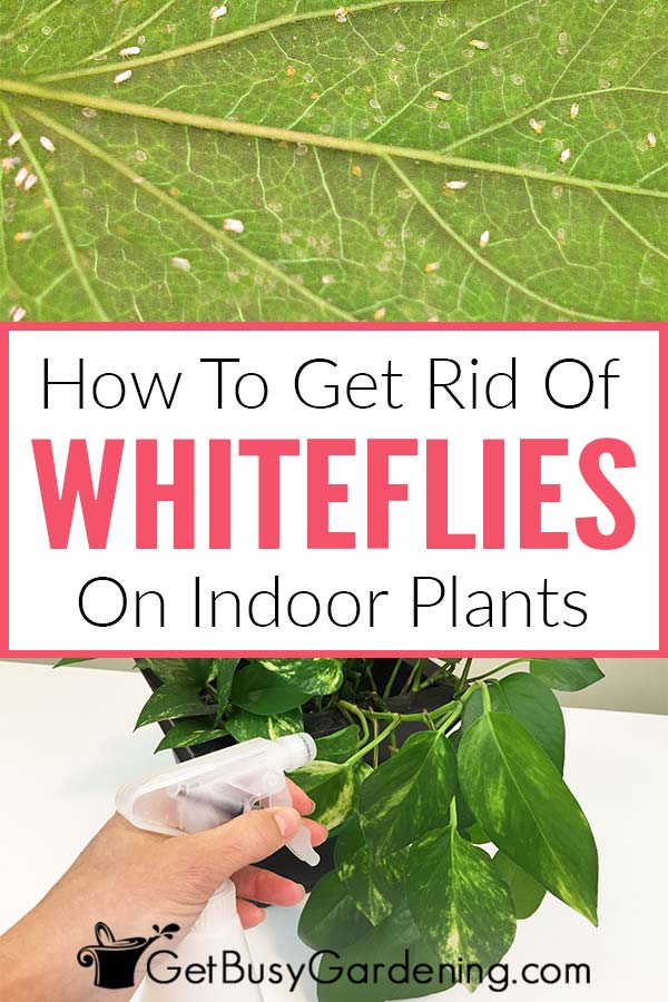 Come eliminare definitivamente le mosche bianche dalle piante da interno!