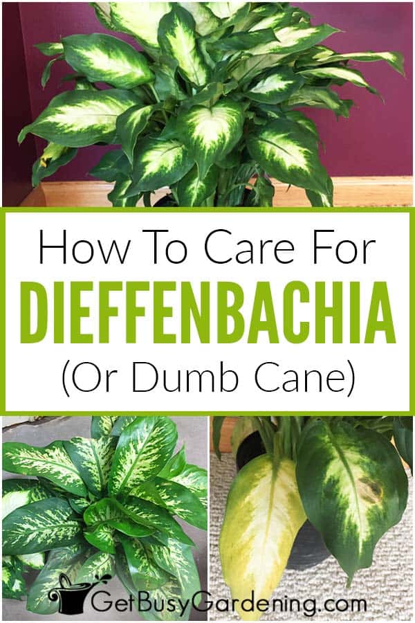 Cura delle piante di Dieffenbachia (Canna da zucchero) & Consigli per la coltivazione
