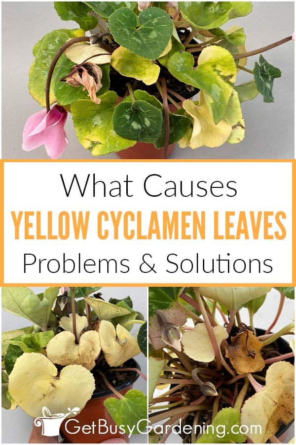 Perché le foglie dei ciclamini diventano gialle e come risolvere il problema