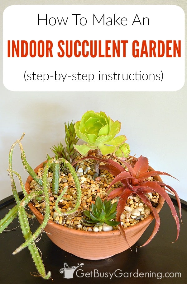 Come realizzare un giardino di succulente in casa