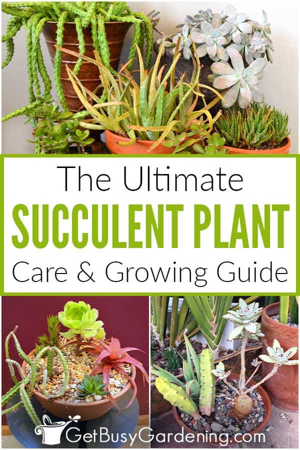 Cura delle piante succulente & Guida definitiva alla coltivazione