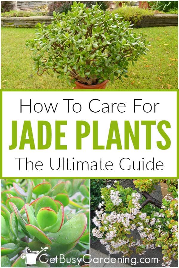 Come prendersi cura di una pianta di giada (Crassula)