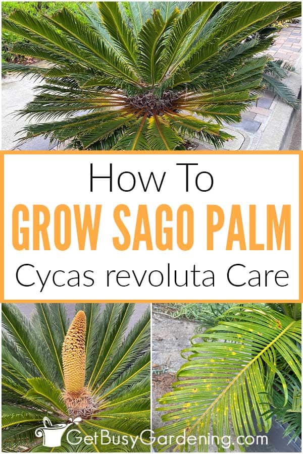 Come curare le palme Sago (Cycas revoluta)
