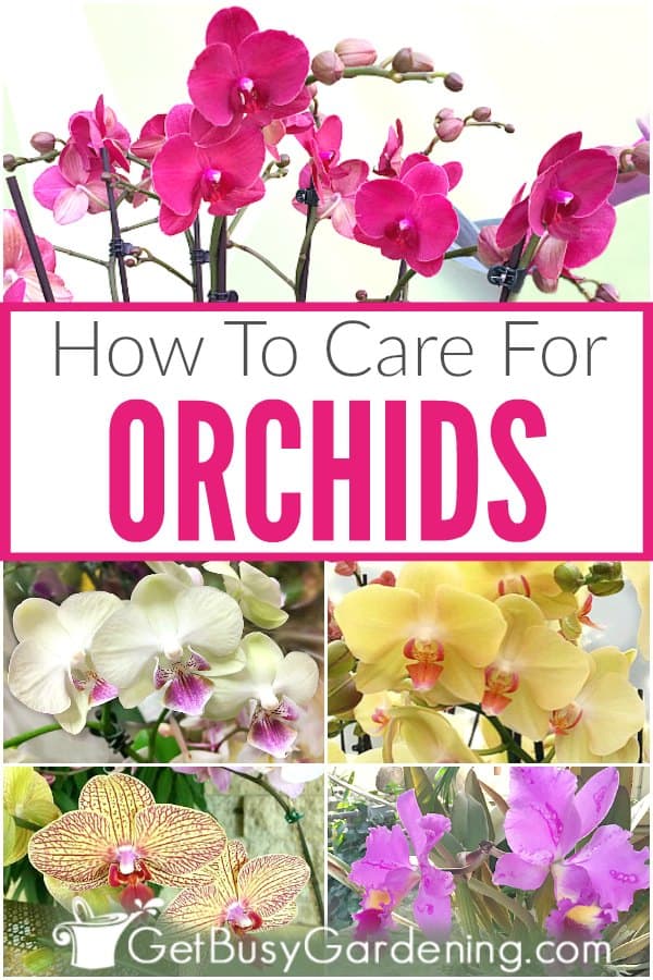 Come curare una pianta di orchidea