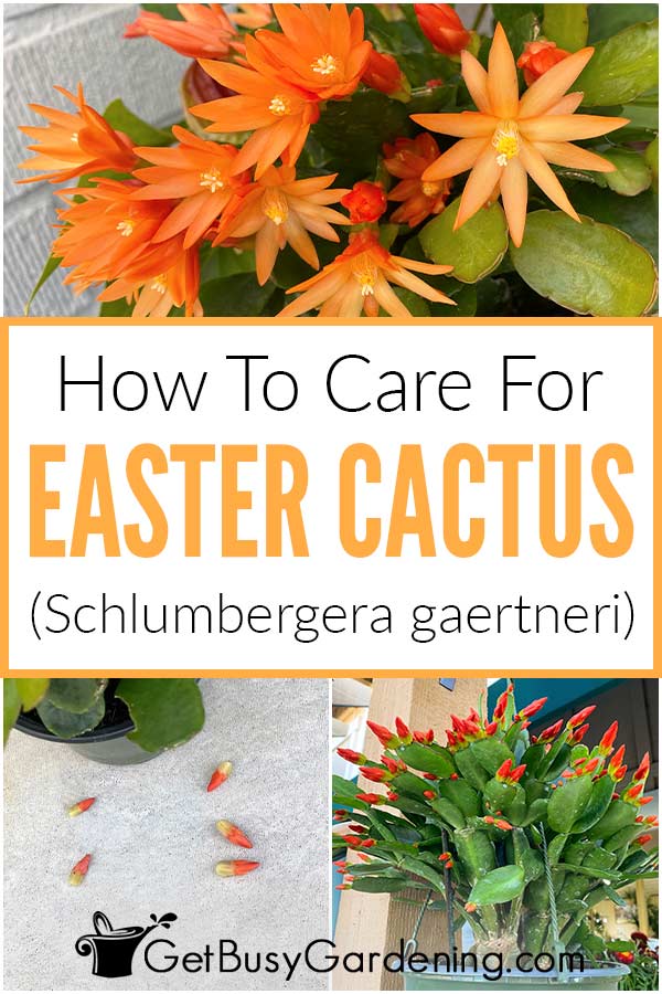 Come curare una pianta di cactus pasquale (Schlumbergera gaertneri)