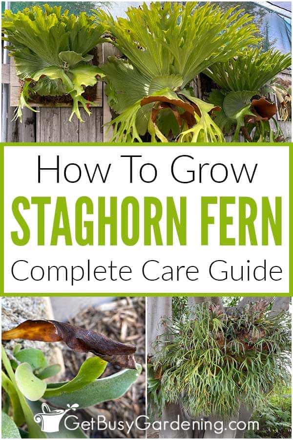 Come curare la felce staghorn (Platycerium bifurcatum)