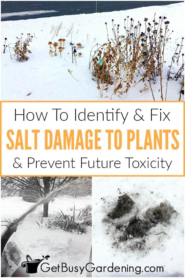 Come prevenire e riparare i danni del sale alle piante